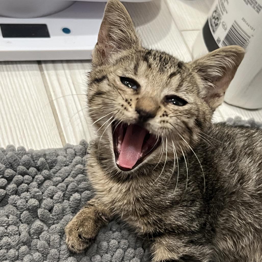 Franklin, Adoptable, Kitten Male American Shorthair.