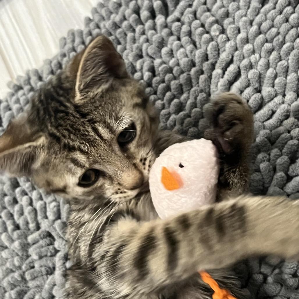 Enlarge Franklin, a Adoptable American Shorthair in Oceanside, NY image 2/3