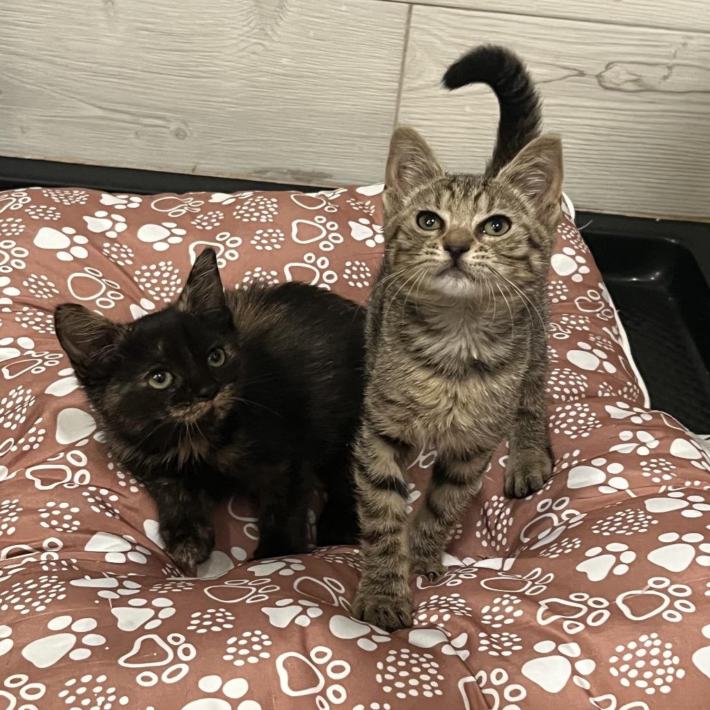 Enlarge Franklin, a Adoptable American Shorthair in Oceanside, NY image 3/3