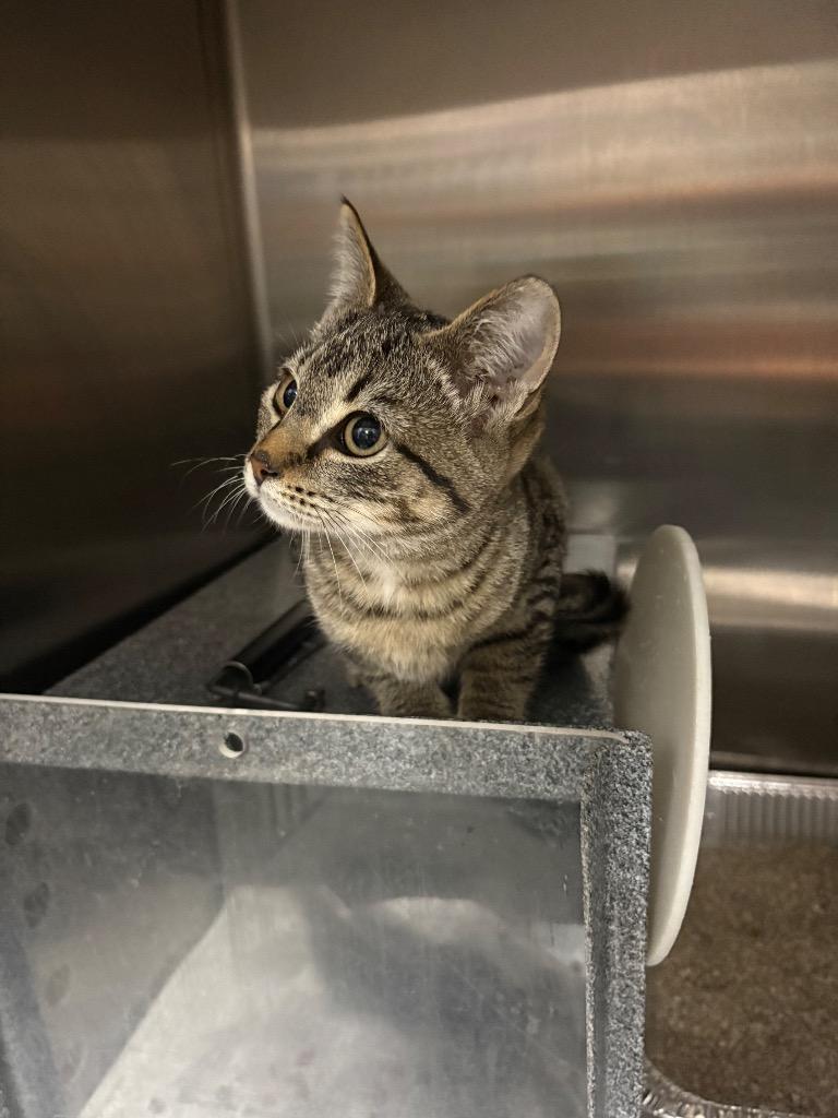 Nicki, Adoptable, Kitten Female Domestic Short Hair.