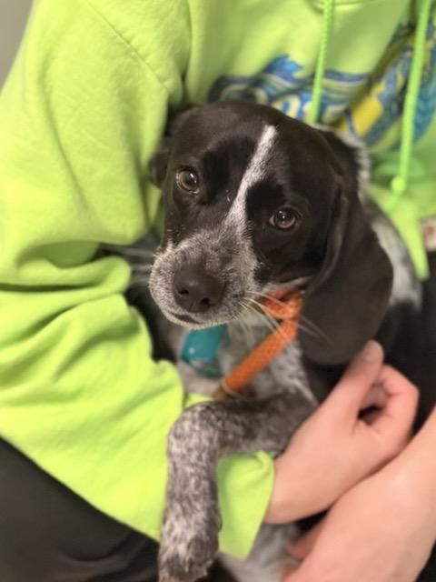 Buddy, an adopted mixed breed in Sparta, NJ image 4/6