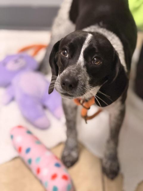 Buddy, an adopted mixed breed in Sparta, NJ image 2/6