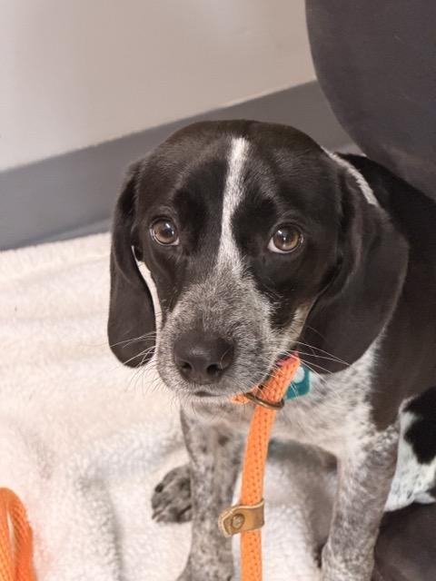 Buddy, an adopted mixed breed in Sparta, NJ image 6/6