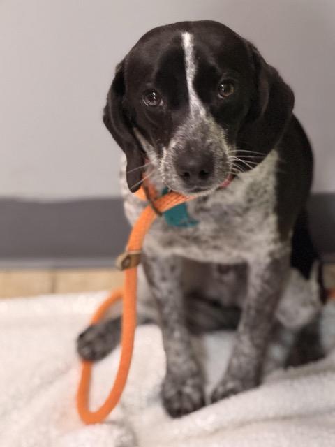 Buddy, adopted, Young Male Australian Cattle Dog / Blue Heeler & Bluetick Coonhound.