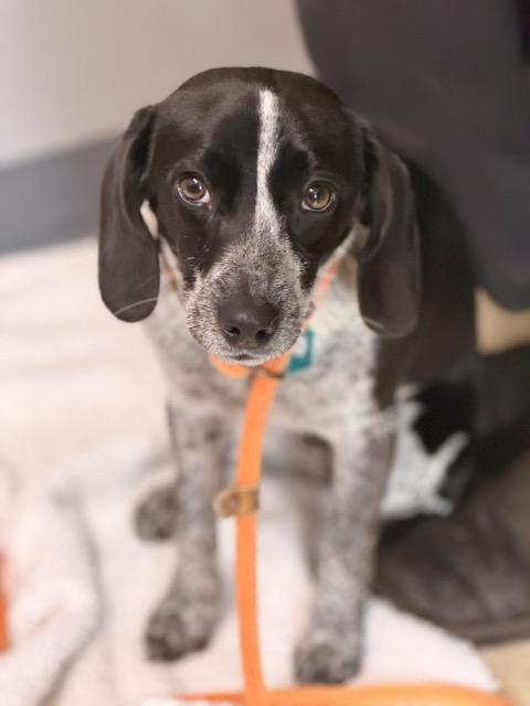 Buddy, an adopted mixed breed in Sparta, NJ image 3/6