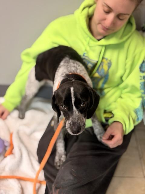 Buddy, an adopted mixed breed in Sparta, NJ image 5/6