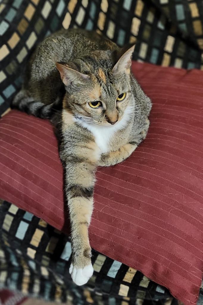 Enlarge Khaleesi, a Adoptable Calico in Lewisville, TX image 2/6