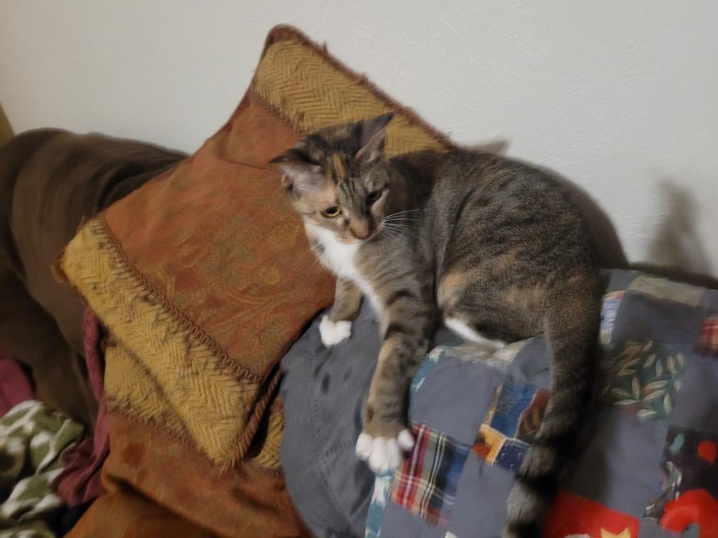 Enlarge Khaleesi, a Adoptable Calico in Lewisville, TX image 3/6