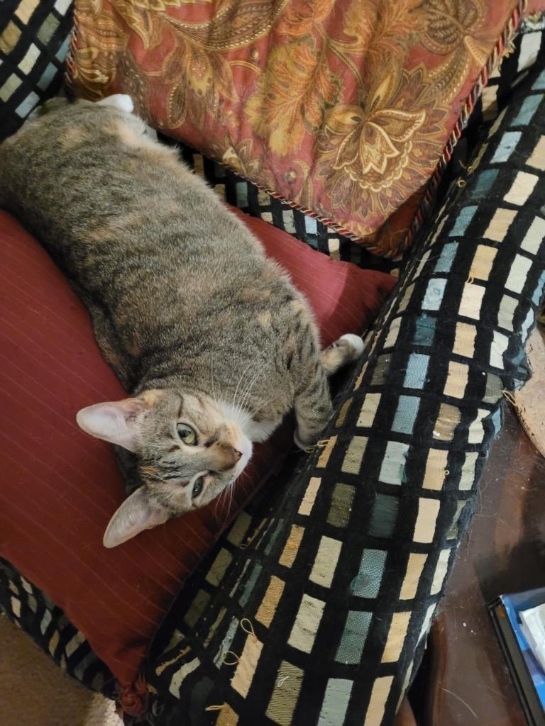 Enlarge Khaleesi, a Adoptable Calico in Lewisville, TX image 5/6