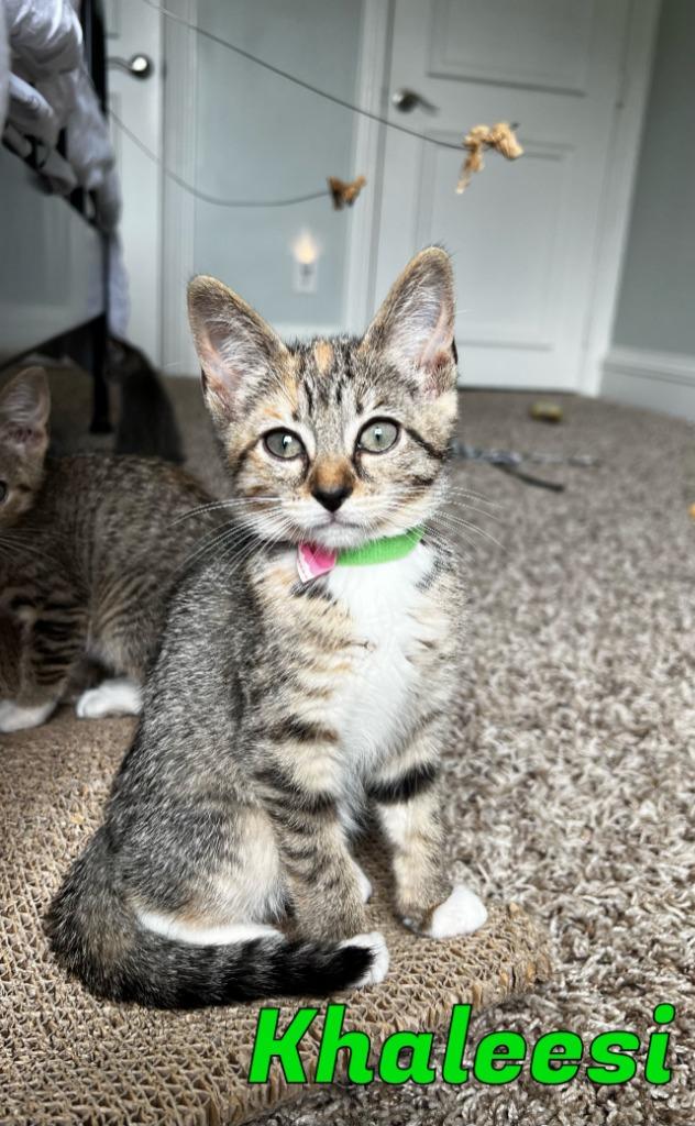 Enlarge Khaleesi, a Adoptable Calico in Lewisville, TX image 6/6
