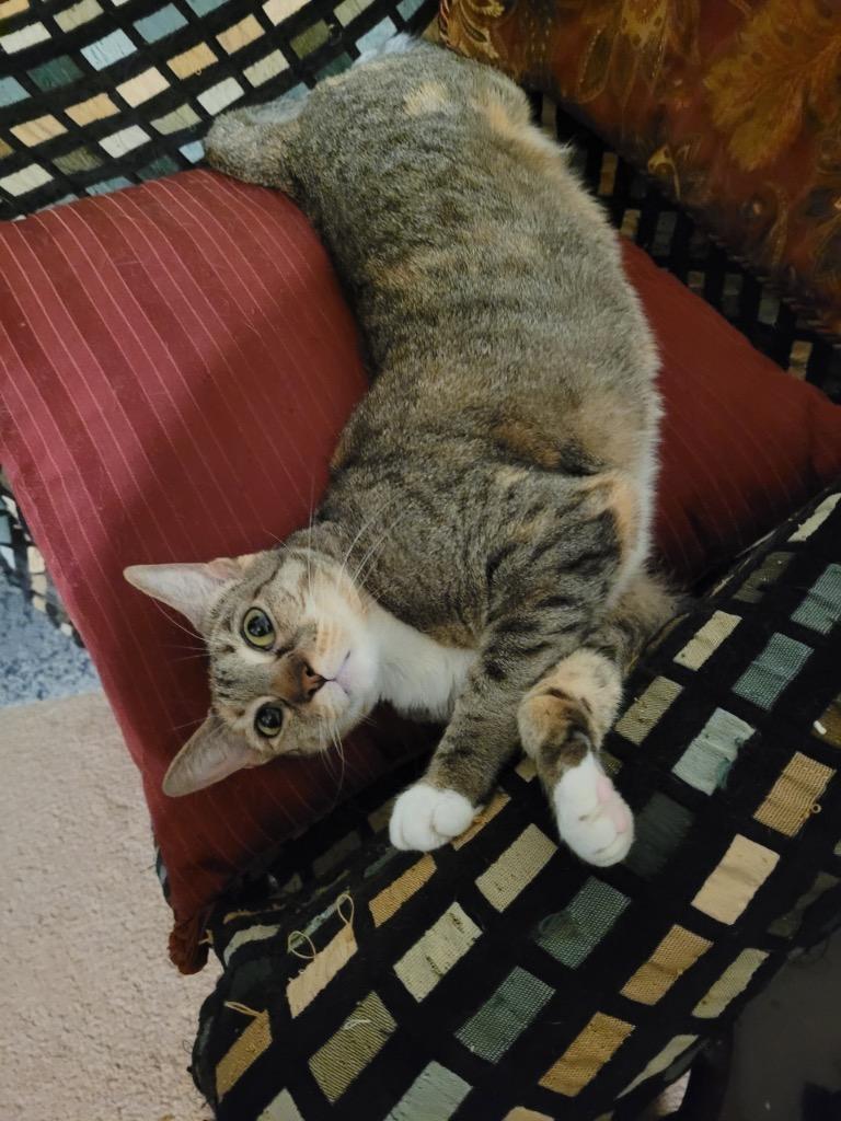 Khaleesi, a Adoptable Calico in Lewisville, TX image 5/6