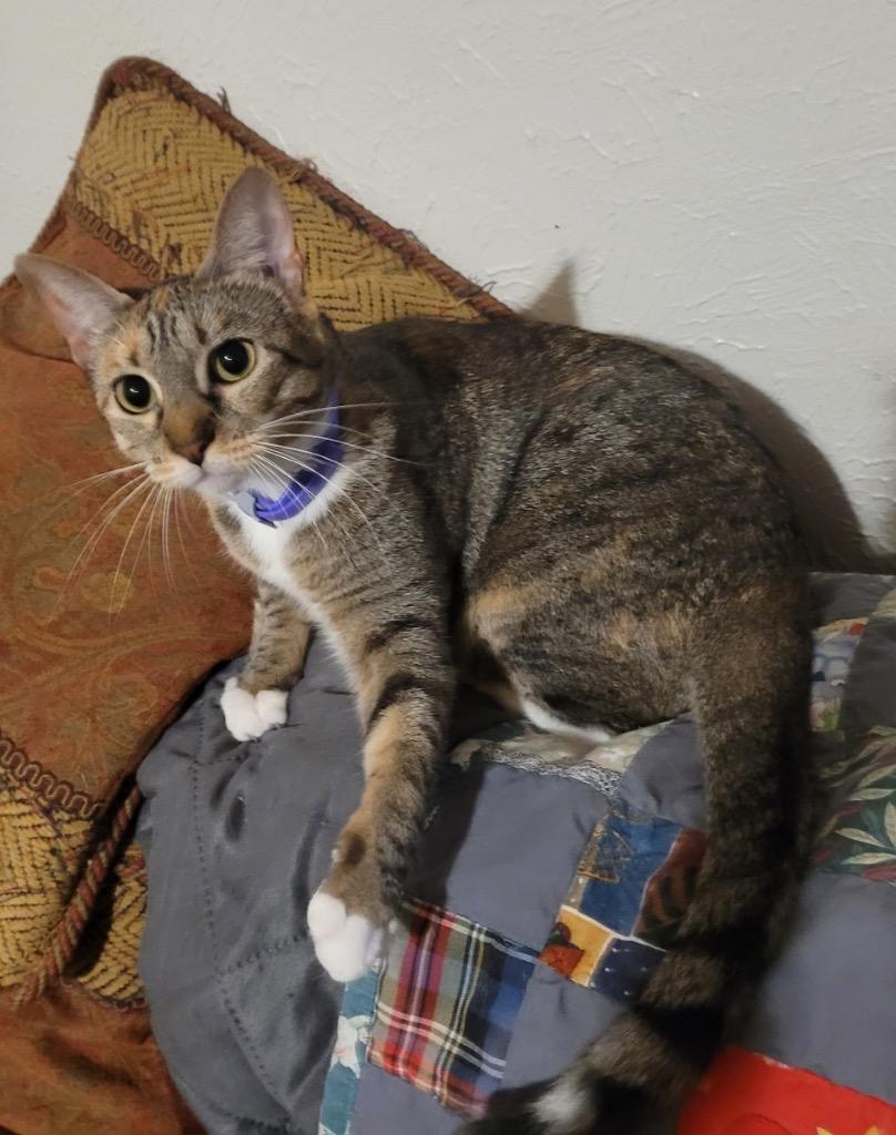 Enlarge Khaleesi, a Adoptable Calico in Lewisville, TX image 4/6