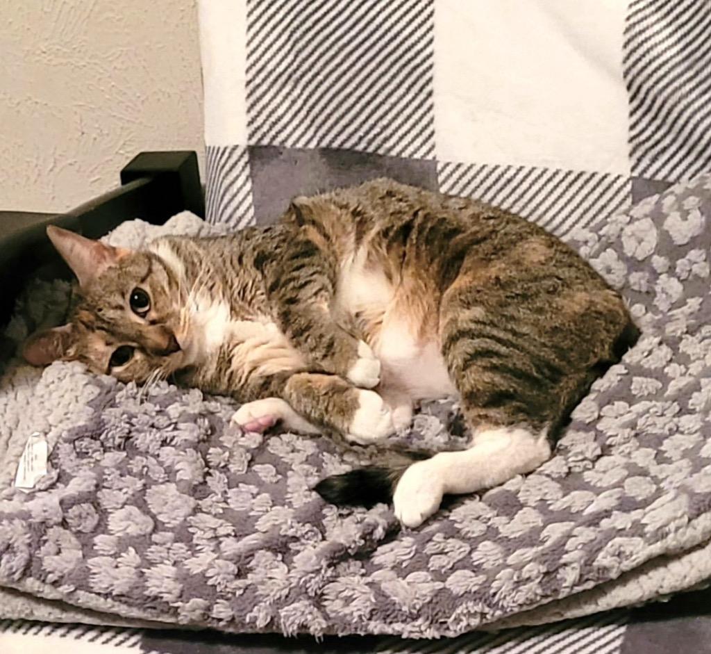 Enlarge Khaleesi, a Adoptable Calico in Lewisville, TX image 5/6