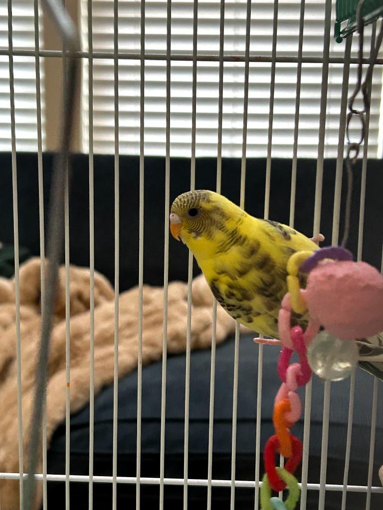 Enlarge Boo, a Adoptable Parakeet (Other) in Libertyville, IL image 1/1