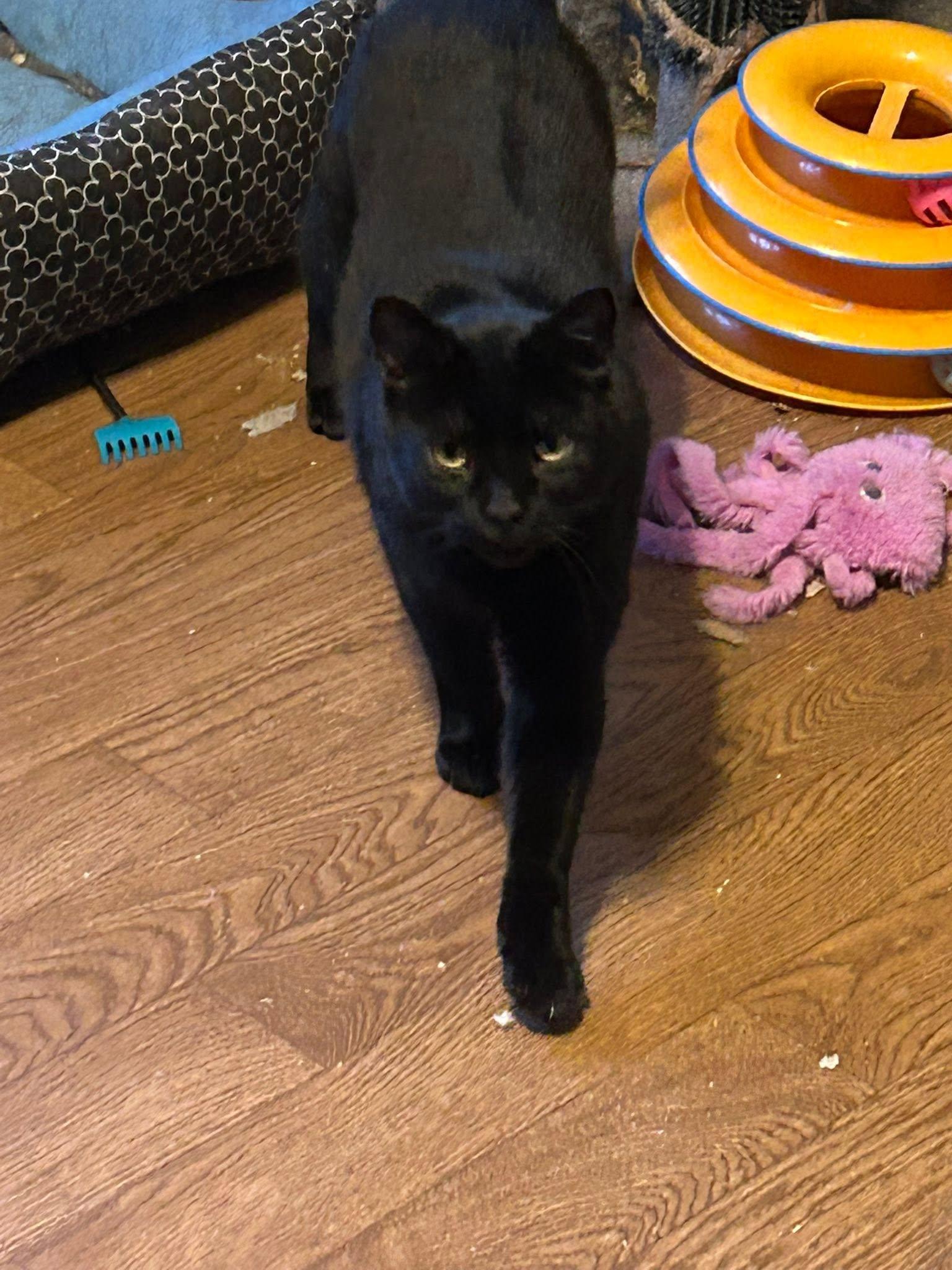 Enlarge Tamsin, a ADOPTABLE Domestic Short Hair in Spencerville, ON image 4/6