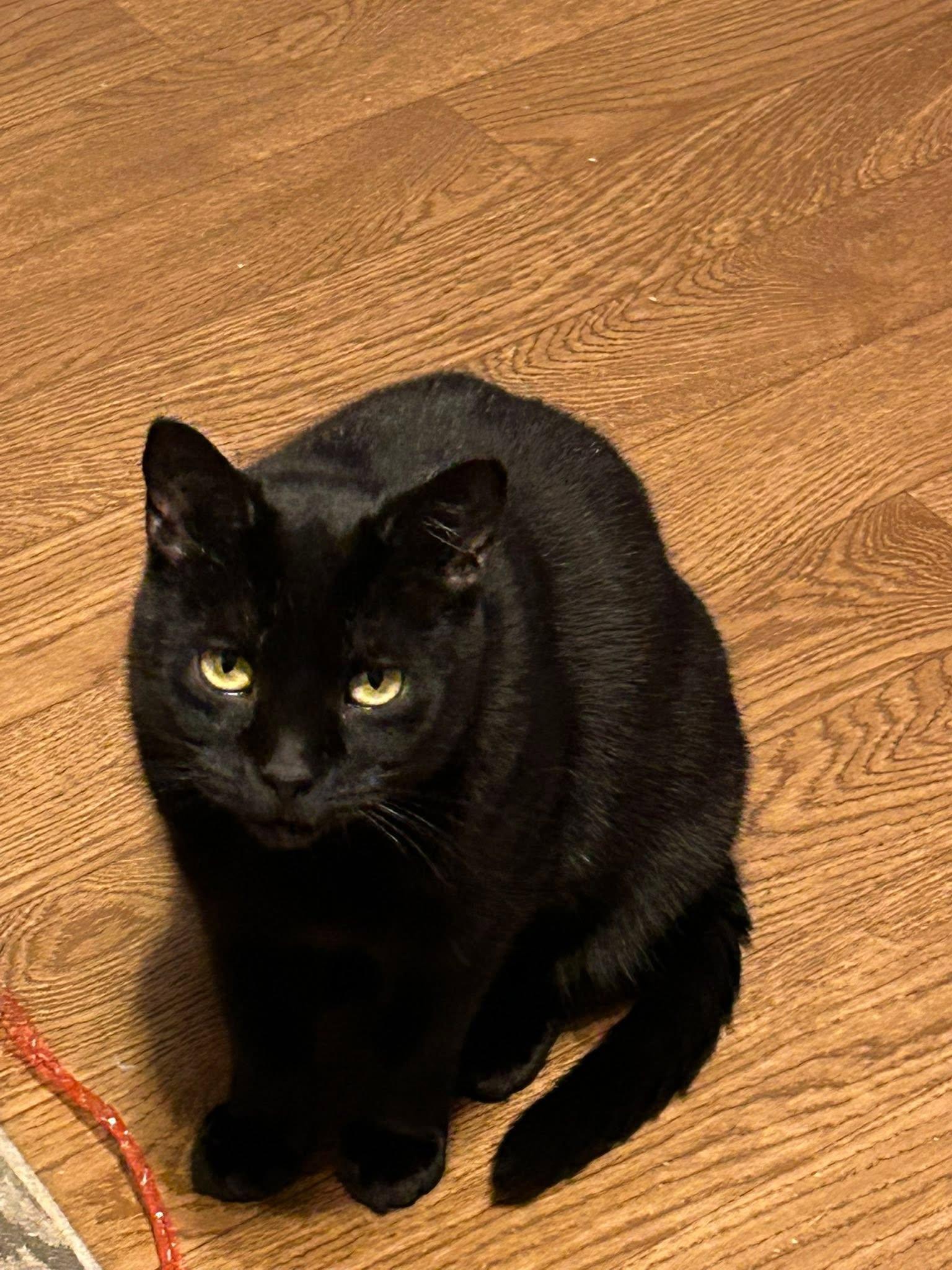 Enlarge Tamsin, a ADOPTABLE Domestic Short Hair in Spencerville, ON image 2/6