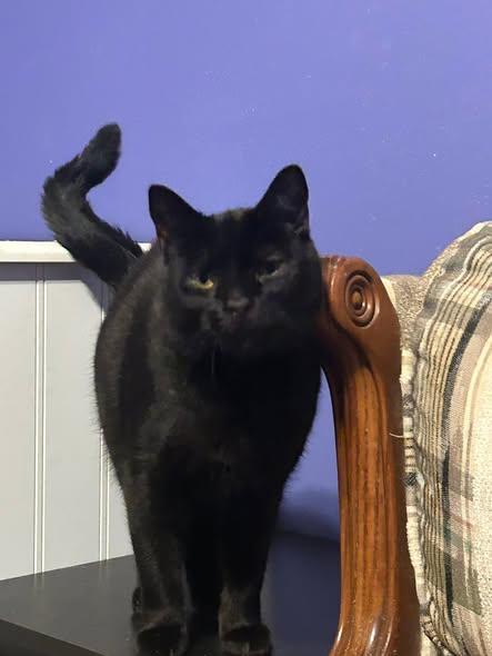 Enlarge Tamsin, a ADOPTABLE Domestic Short Hair in Spencerville, ON image 5/6