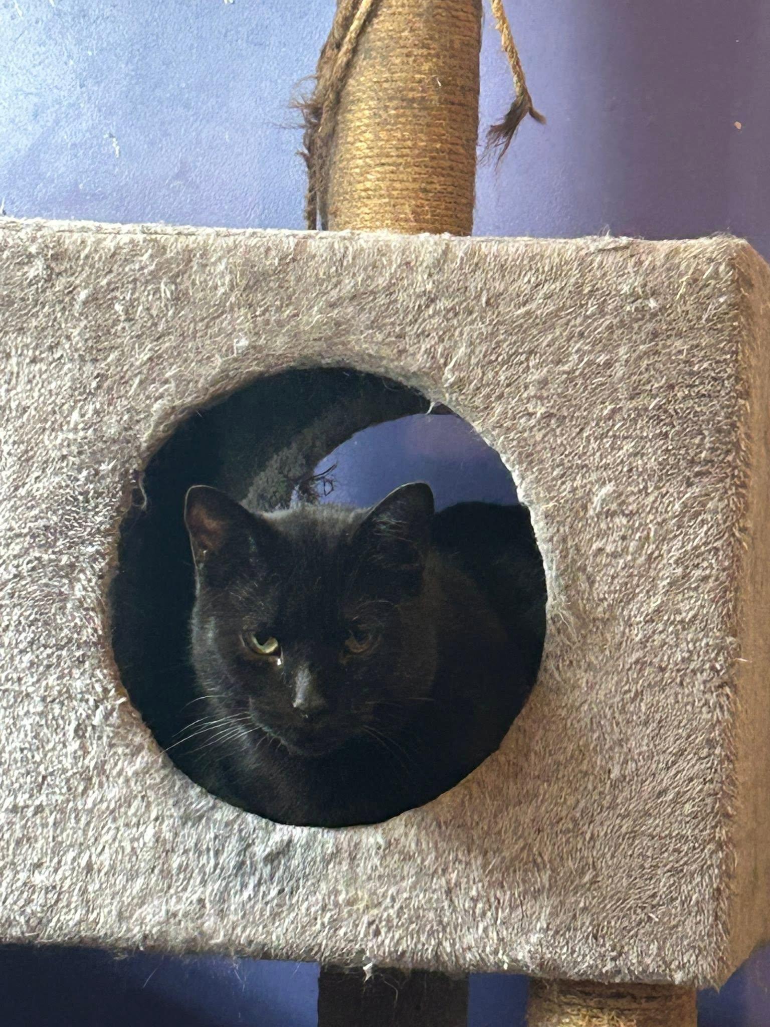 Enlarge Tamsin, a ADOPTABLE Domestic Short Hair in Spencerville, ON image 6/6