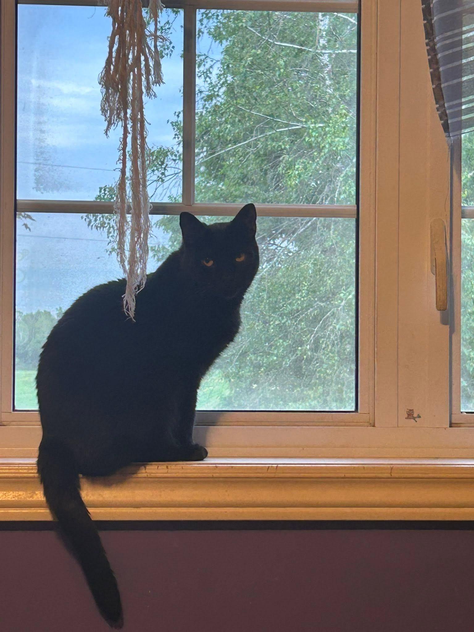 Enlarge Tamsin, a ADOPTABLE Domestic Short Hair in Spencerville, ON image 3/6