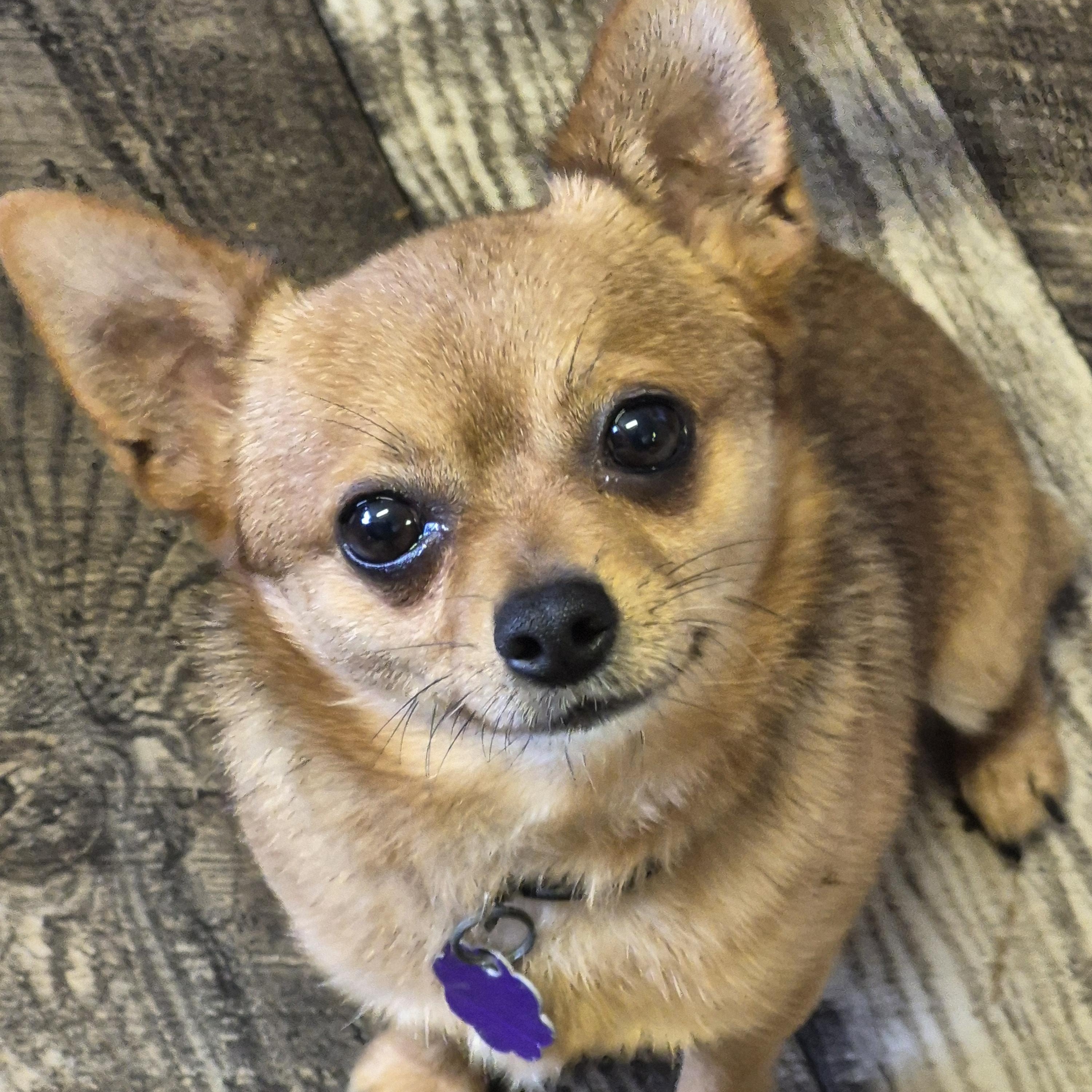 Enlarge Pablo, a Adopted Chihuahua in Chatham, ON image 1/3