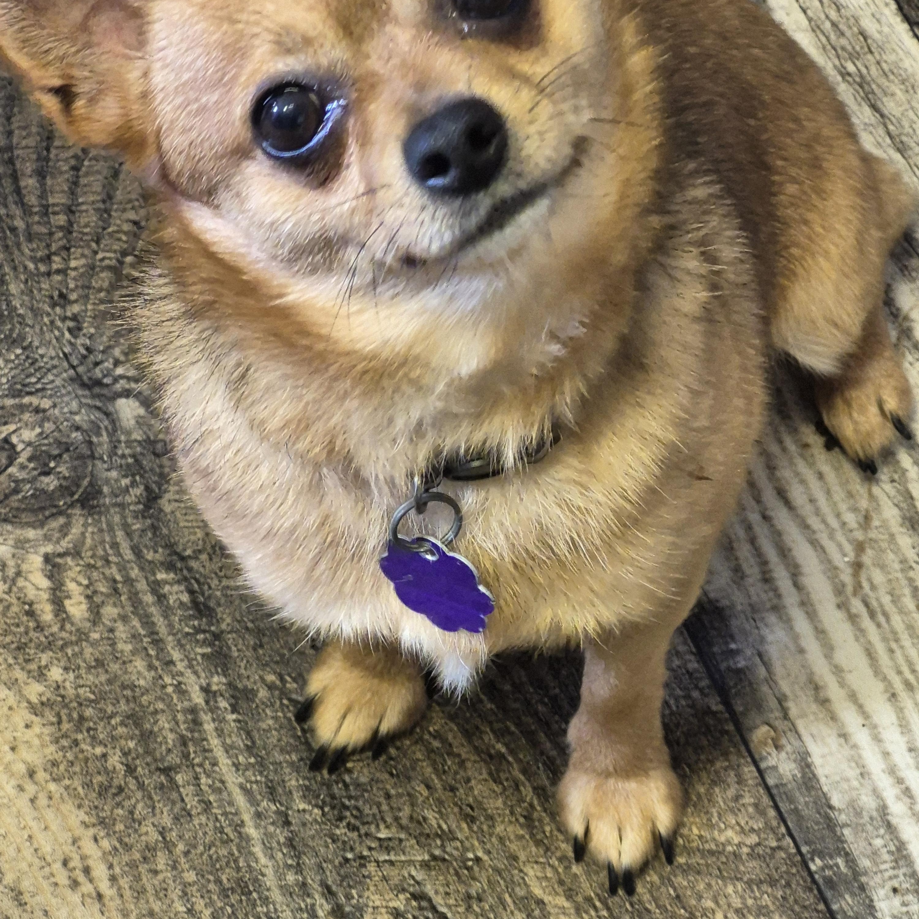 Enlarge Pablo, a Adopted Chihuahua in Chatham, ON image 2/3