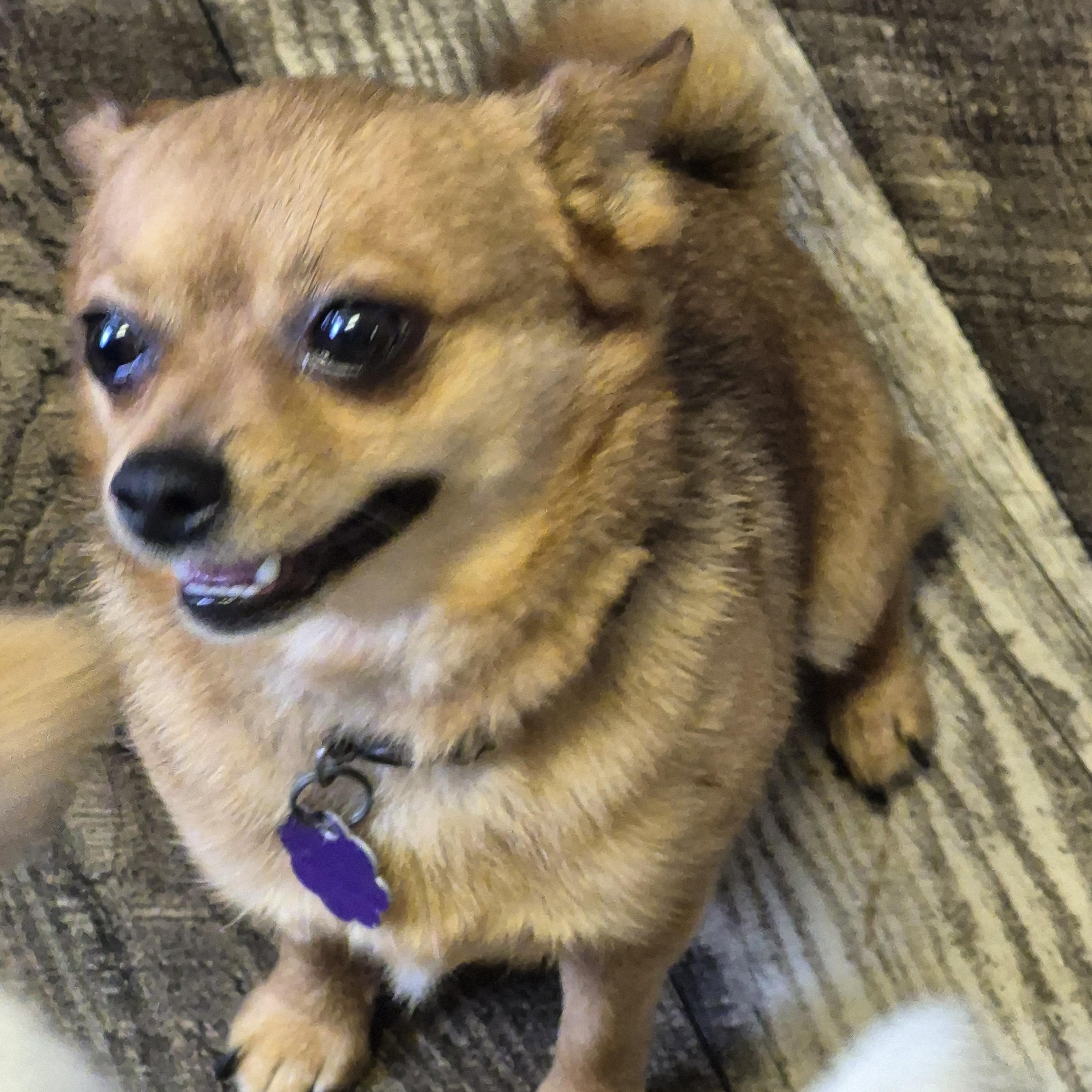 Enlarge Pablo, a Adopted Chihuahua in Chatham, ON image 3/3