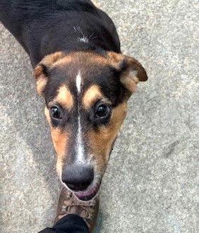Mikey, Adoptable, Young Male Hound.