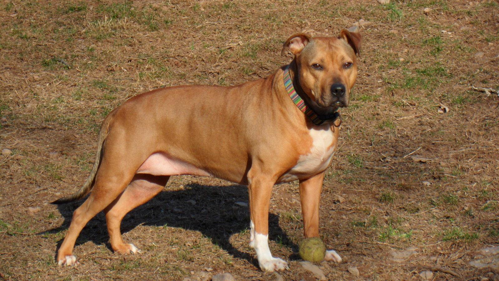 Faith, a Adoptable Staffordshire Bull Terrier in Pittstown, NJ image 1/2