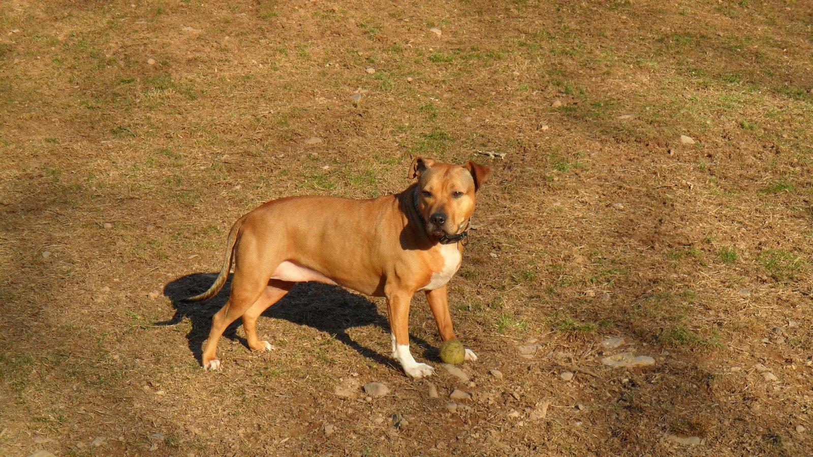 Faith, a Adoptable Staffordshire Bull Terrier in Pittstown, NJ image 2/2