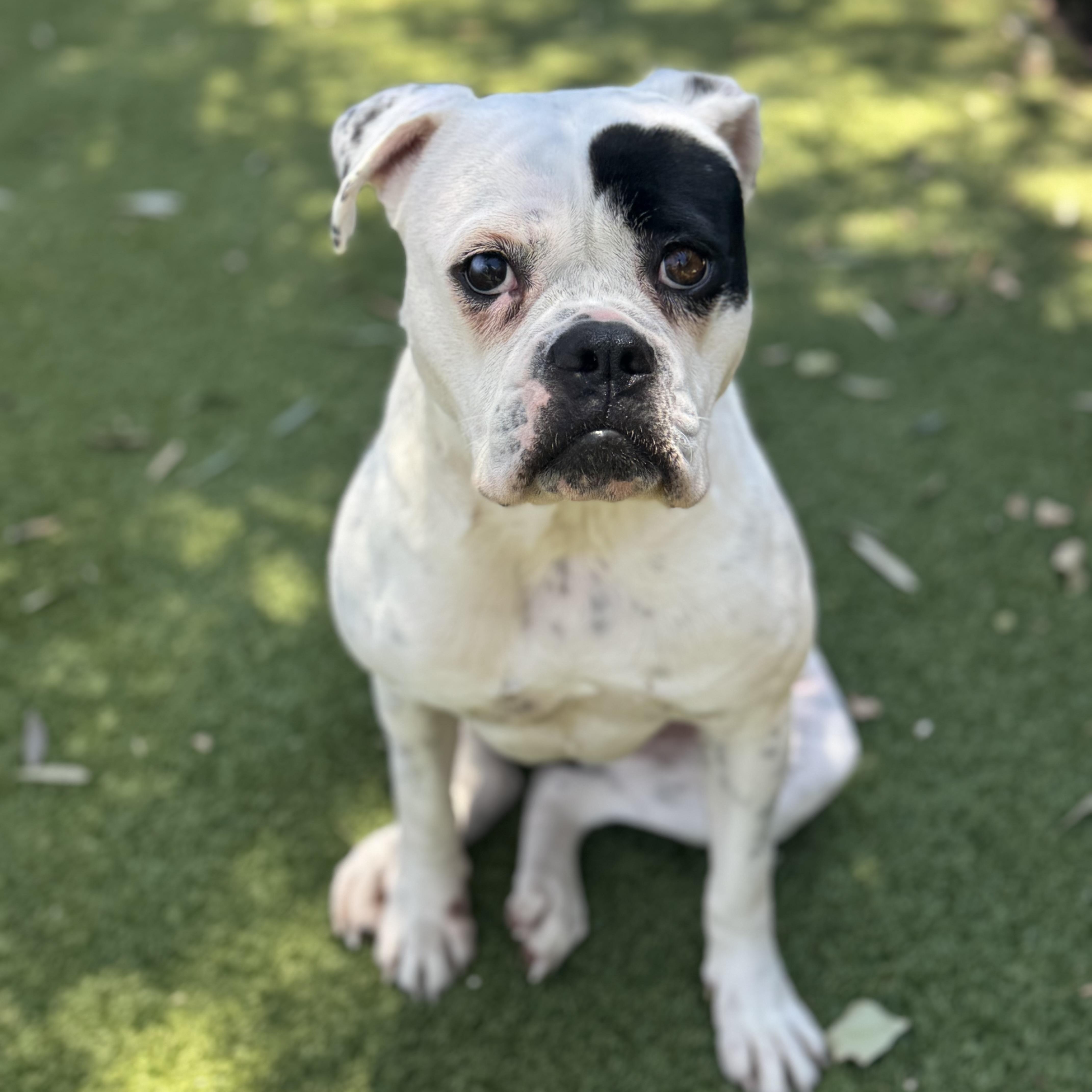 Enlarge Tabitha, a Adoptable mixed breed in Riverside, CA image 1/6