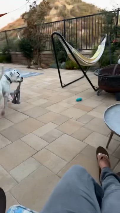 Enlarge Tabitha, a Adoptable mixed breed in Riverside, CA video 6/6