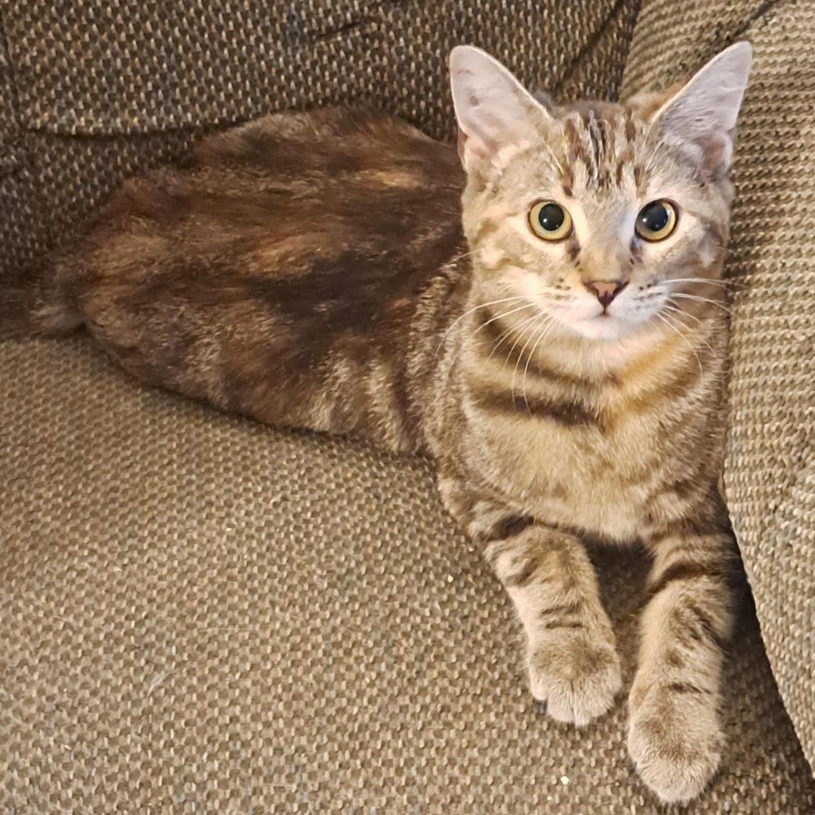 Enlarge Aspen, a Adopted Domestic Short Hair in Orrville, OH image 1/2