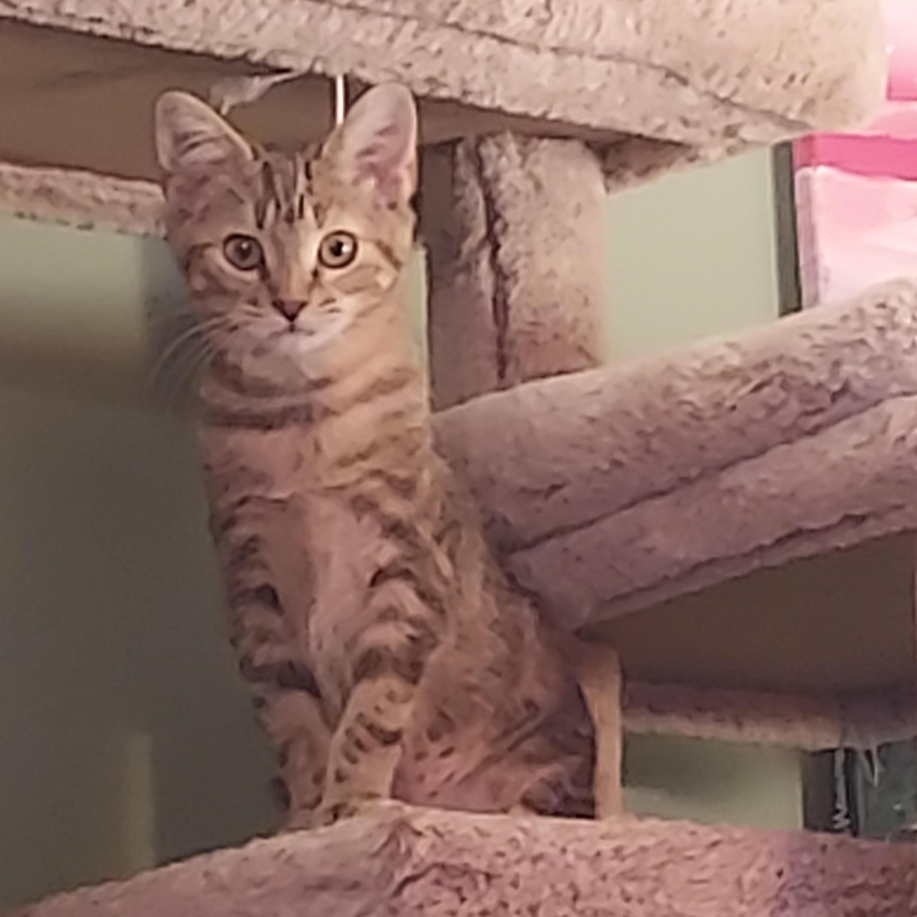 Enlarge Aspen, a Adopted Domestic Short Hair in Orrville, OH image 2/2