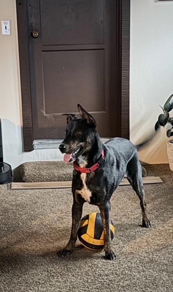 Enlarge Jabarkus, a Adoptable mixed breed in San Diego, CA image 1/6