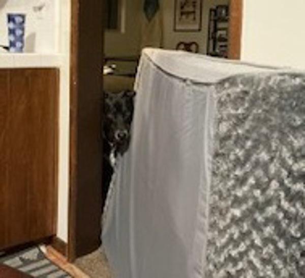 Enlarge Jabarkus, a Adoptable mixed breed in San Diego, CA image 3/6