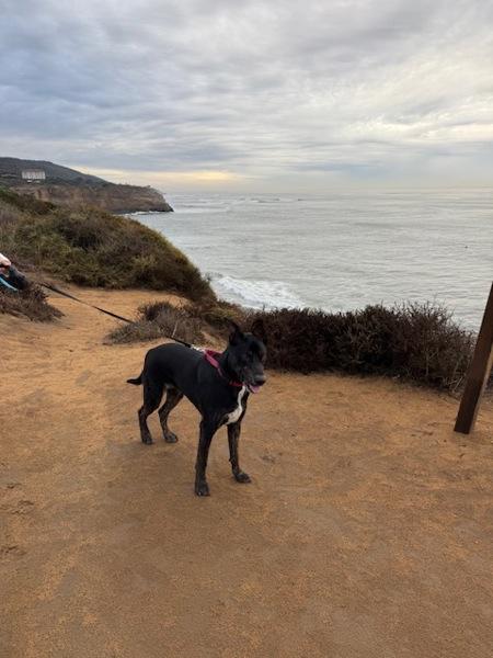 Enlarge Jabarkus, a Adoptable mixed breed in San Diego, CA image 4/6