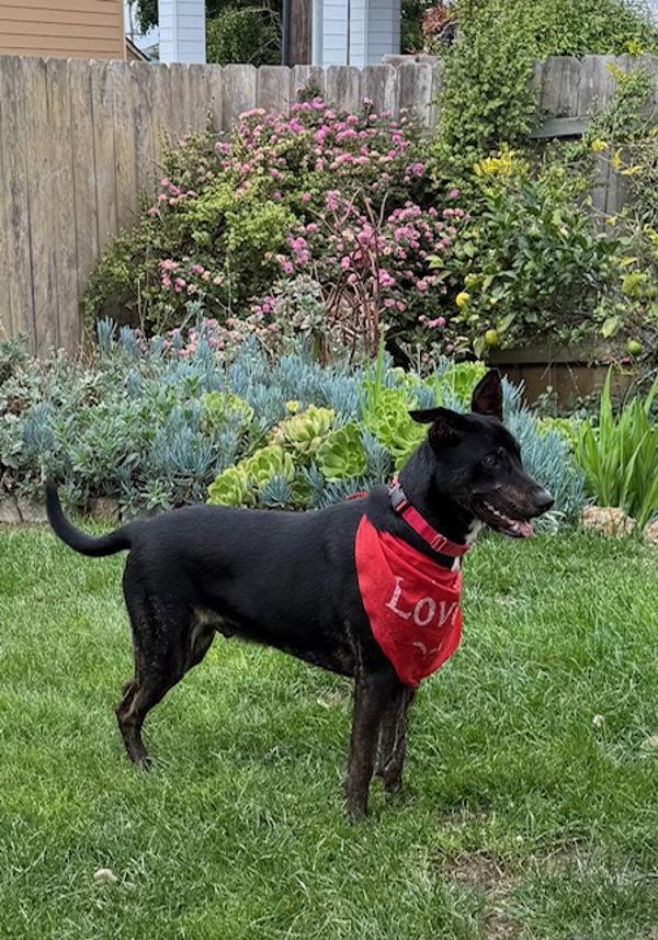 Enlarge Jabarkus, a Adoptable mixed breed in San Diego, CA image 6/6