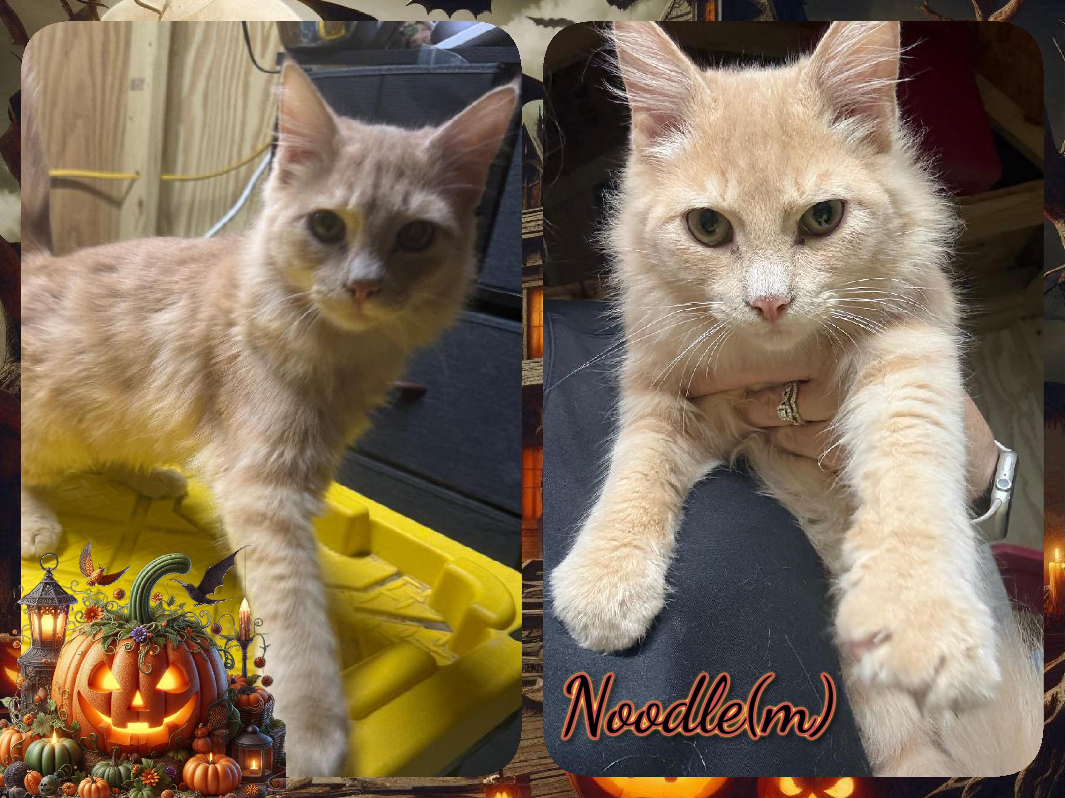 Enlarge Noodle, a Adoptable Domestic Medium Hair in Corinth, NY image 1/1