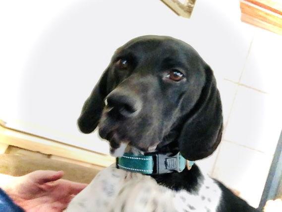 Enlarge Gabriel, a Adoptable German Shorthaired Pointer in Menlo Park, CA image 1/1