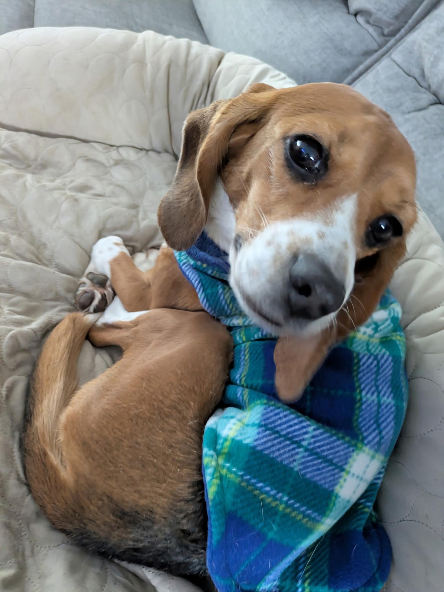 Freckles, adopted, Adult Female Beagle.