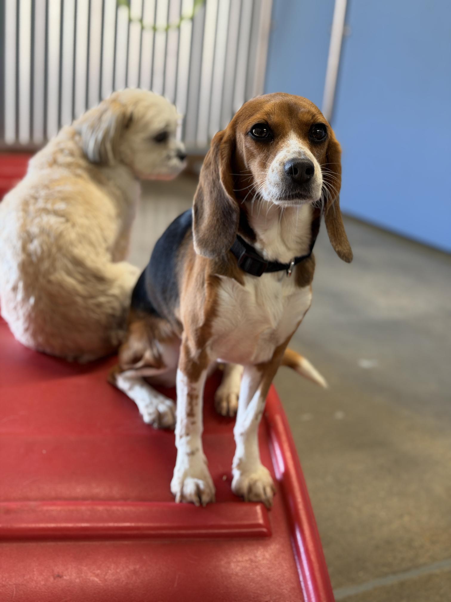 Freckles, an adopted Beagle in Grayslake, IL image 3/3
