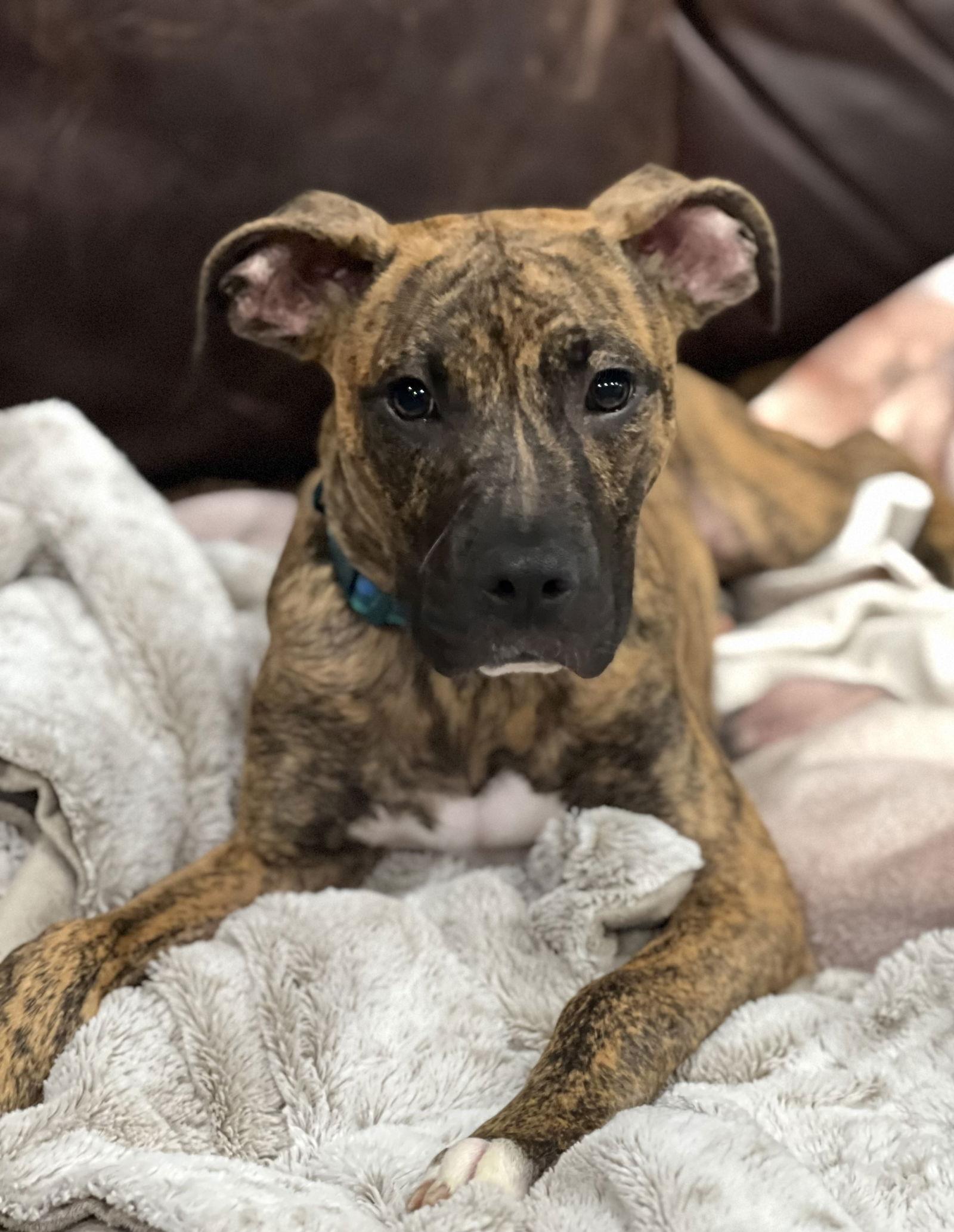 Galaxy, Adopted, Puppy Male Boxer & Whippet.