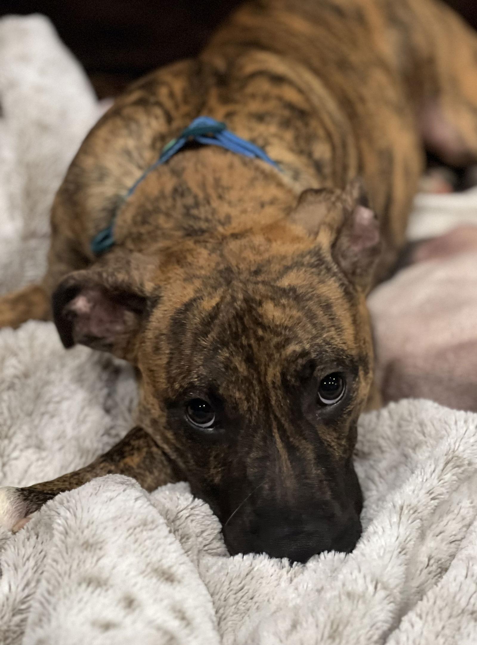 Galaxy, a Adopted mixed breed in Council Bluffs, IA image 2/3