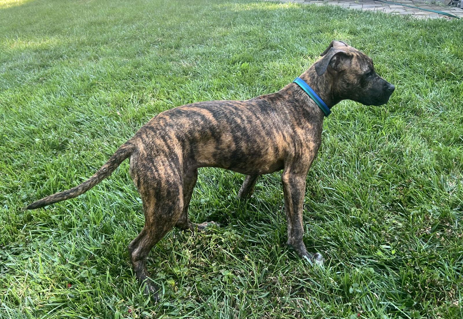 Galaxy, a Adopted mixed breed in Council Bluffs, IA image 3/3