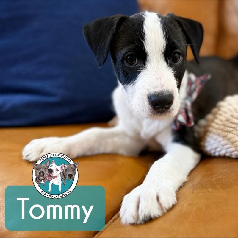 Tommy Scruffy — thumbnail 5