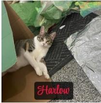 Enlarge Harlow, a Adoptable American Shorthair in Ridgway, PA image 1/1