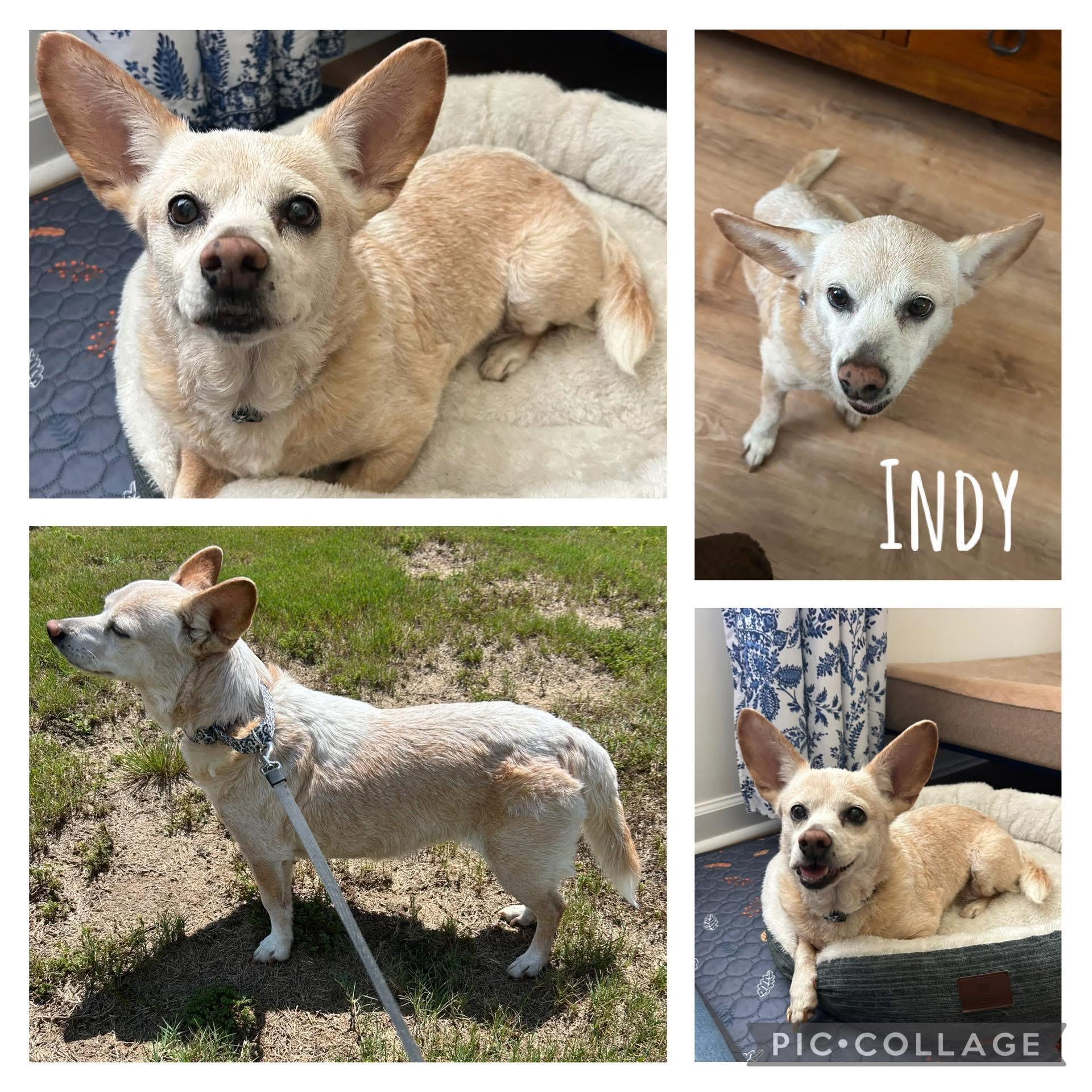 Indy, Senior Female unknown