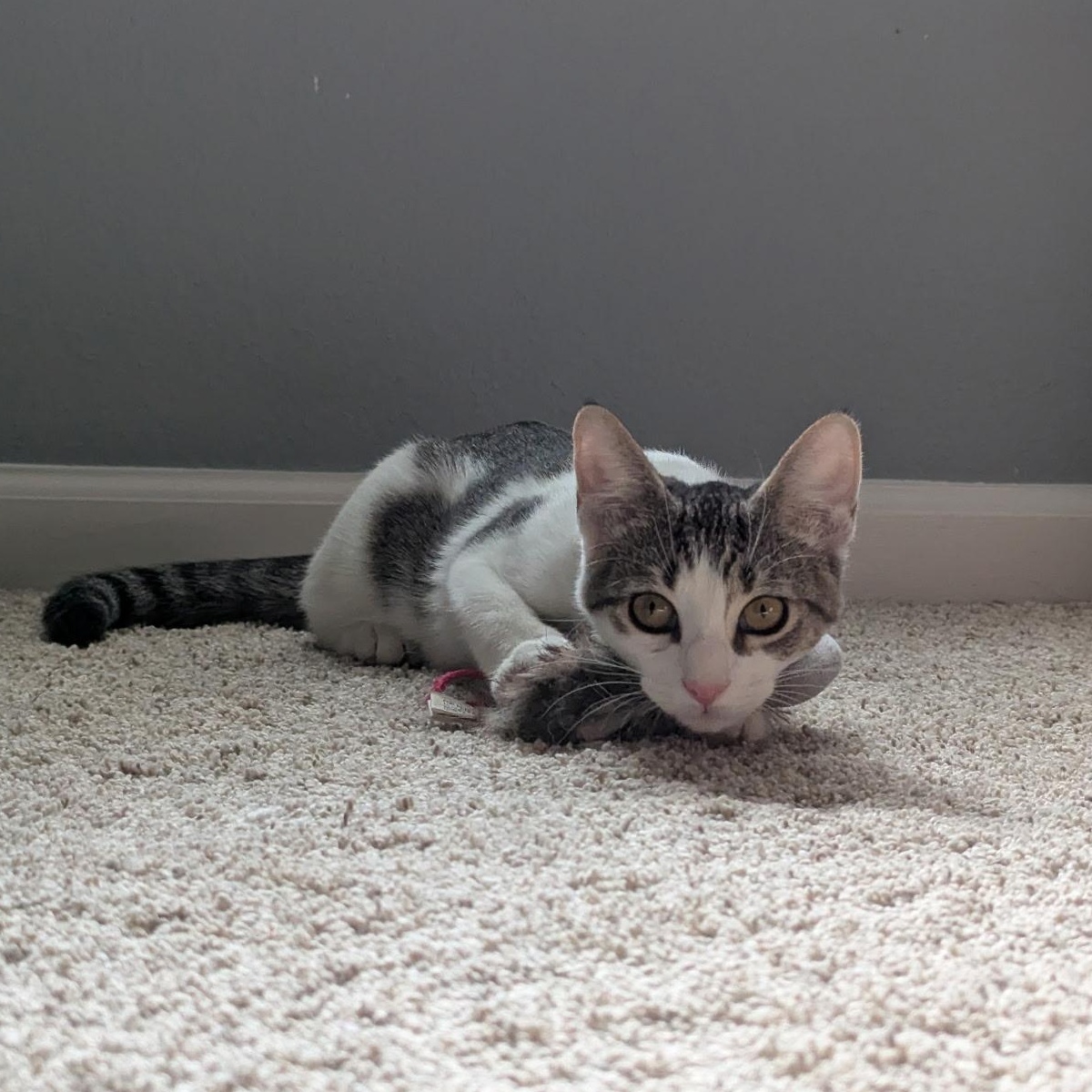 Enlarge Buttercup, a Adoptable Domestic Short Hair in jacksonville, FL image 2/6