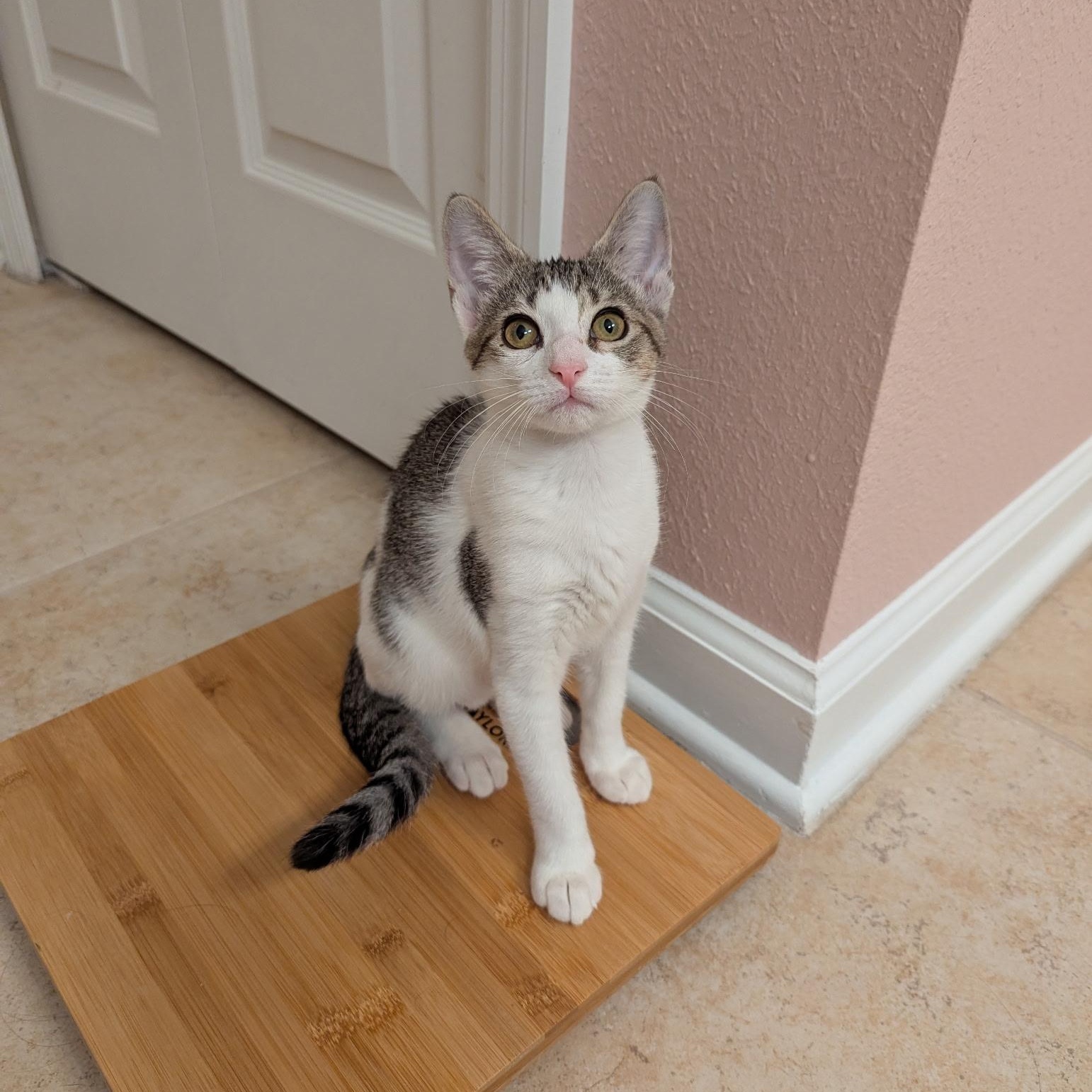 Enlarge Buttercup, a Adoptable Domestic Short Hair in jacksonville, FL image 5/6