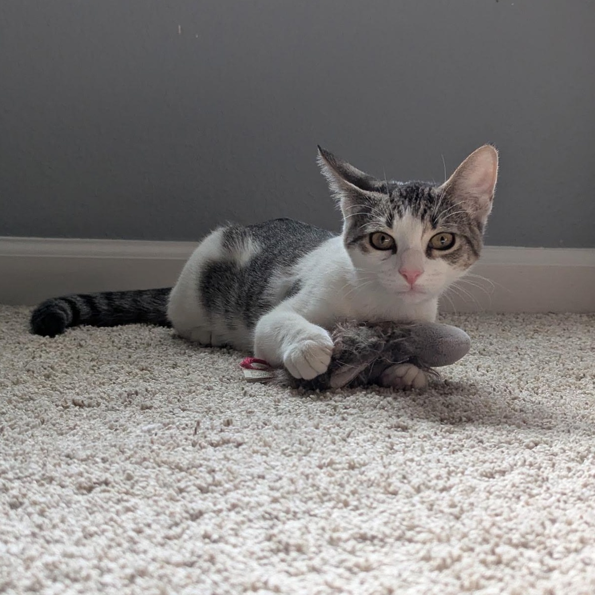 Enlarge Buttercup, a Adoptable Domestic Short Hair in jacksonville, FL image 3/6